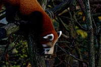 Roter Panda (Ailurus fulgens)