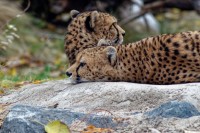 Sudan-Gepard (Acinonyx jubatus soemmeringii)DSC_8178_DxO